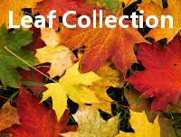 Leaf Collection