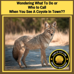 Wondering What to do or Who to Call When You See A Coyote
