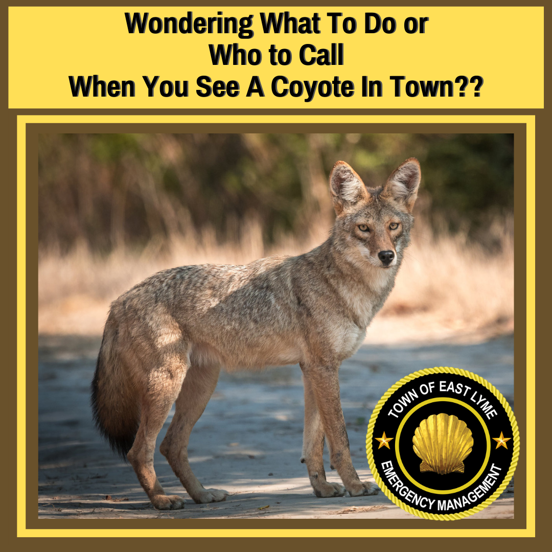 What to do or Who to Call when you see a Coyote Town of East Lyme